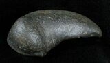 Fossil Cetacean (Whale) Ear Bone - Miocene #3502-1